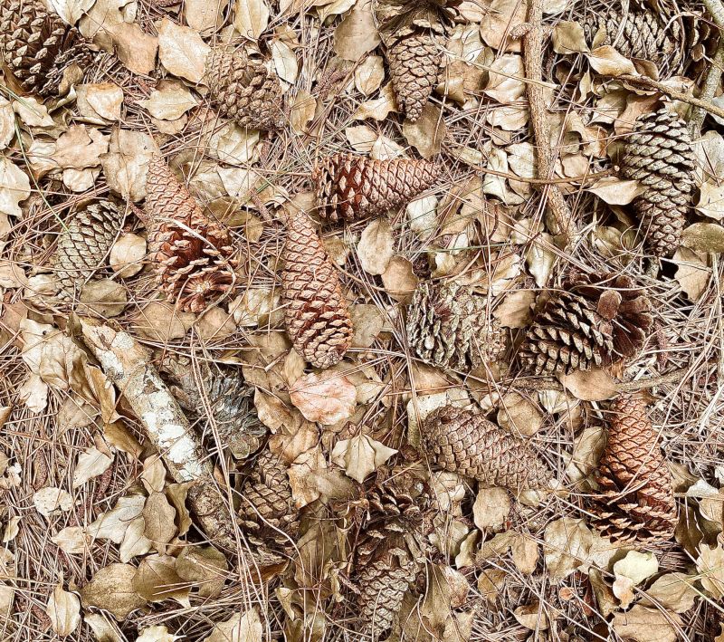 Pine Needles Removal