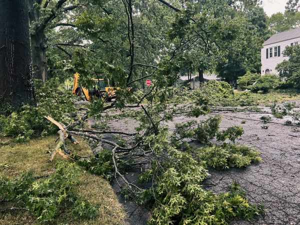 Tree Branch Disposal in Acworth