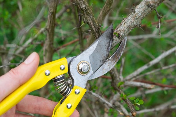 Limbs Removal in Acworth