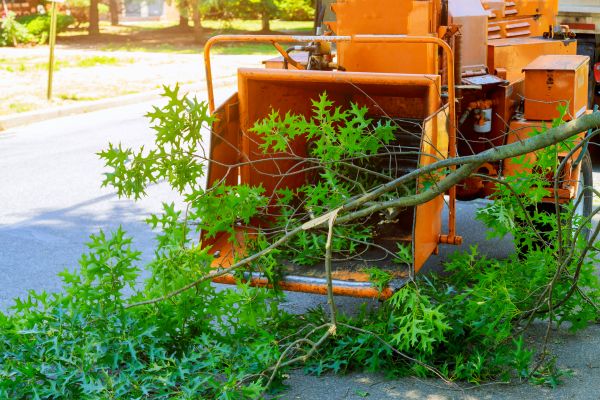 Tree Branches Removal in Acworth