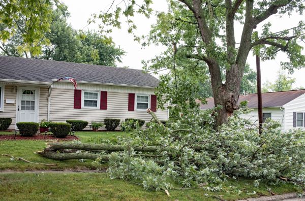 Fallen Branch Removal in Acworth