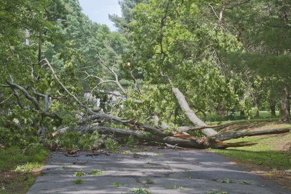 Tree Debris Removal in Acworth